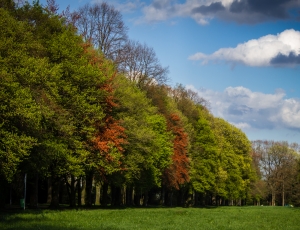 photo of outdoor trees on green field during cloudy sky daytime thumbnail